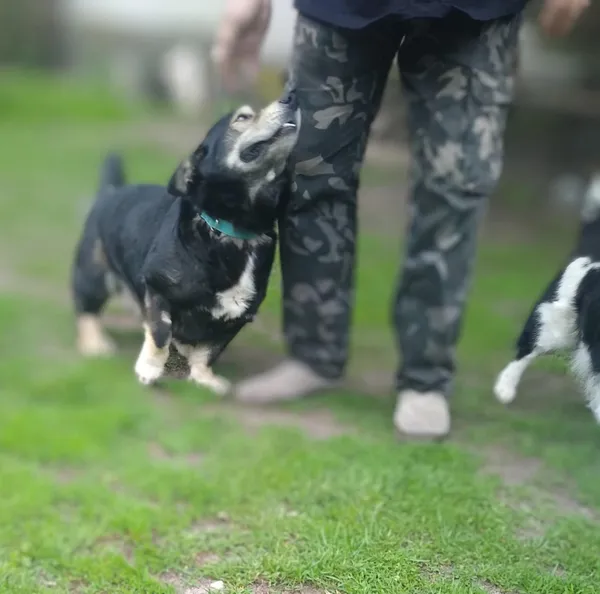 Oddam psa, Warszawa, Szmulowizna, 3 lipca 2025 (3/5)