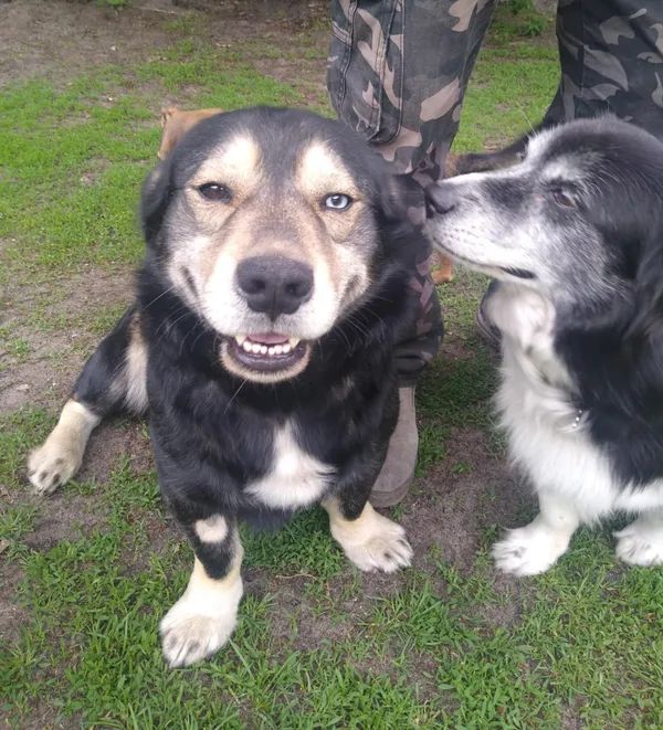 Oddam psa, Warszawa, Szmulowizna, 3 lipca 2025 (5/5)