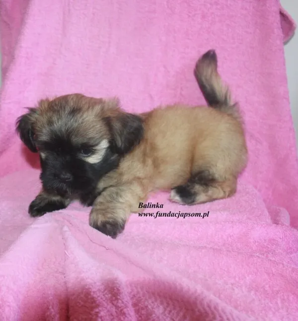 Pies do adopcji, Nowy Dwór Mazowiecki, 3 lipca 2025 (4/5)