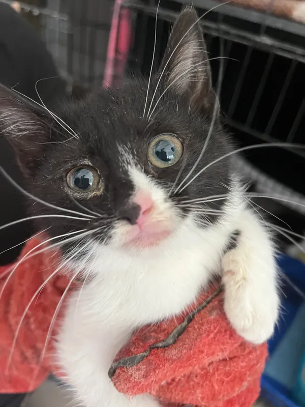 Znaleziono kota, Dobra, 3 lipca 2025