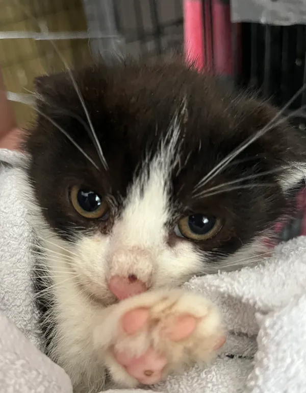 Znaleziono kota, Dobra, 3 lipca 2025