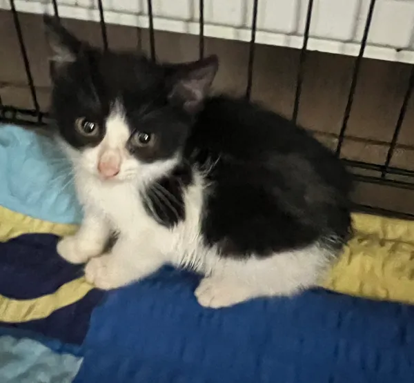 Znaleziono kota, Dobra, 3 lipca 2025