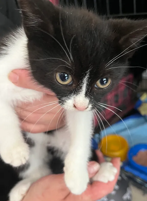 Znaleziono kota, Dobra, 3 lipca 2025