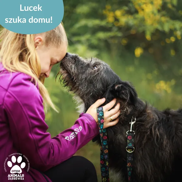 Pies do adopcji, Dąbrówka, 1 lipca 2025 (3/5)