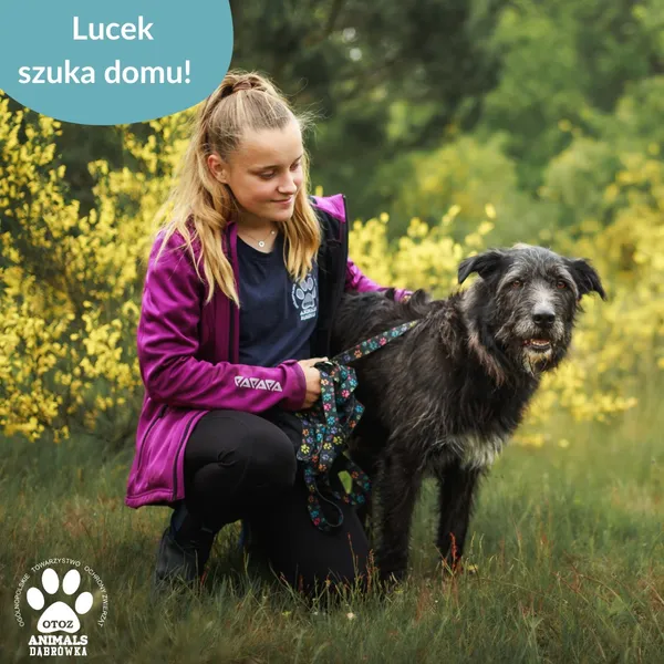 Pies do adopcji, Dąbrówka, 1 lipca 2025 (4/5)