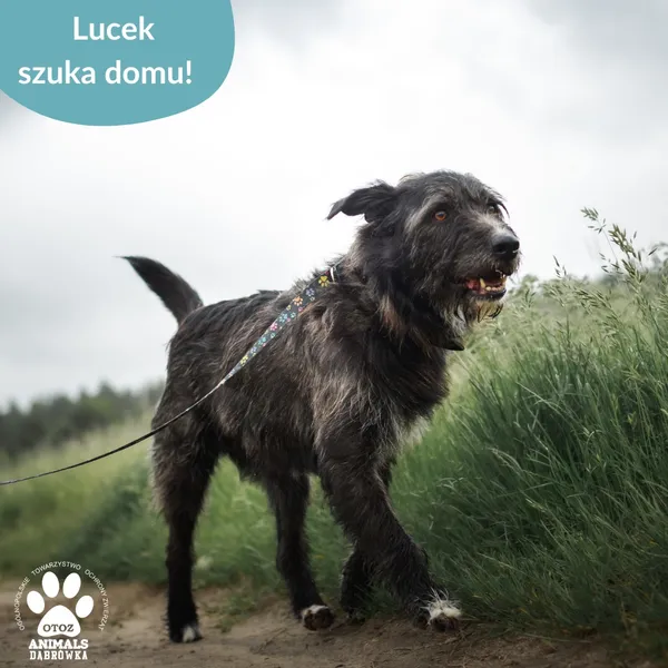 Pies do adopcji, Dąbrówka, 1 lipca 2025 (5/5)