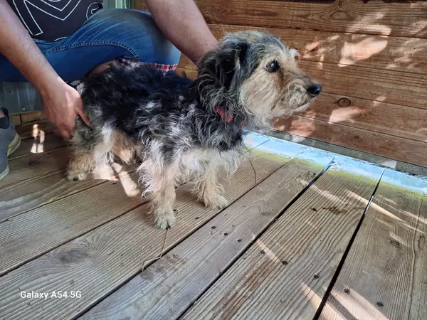 Pies do adopcji, Orzechowce, 2 lipca 2025 (3/4)