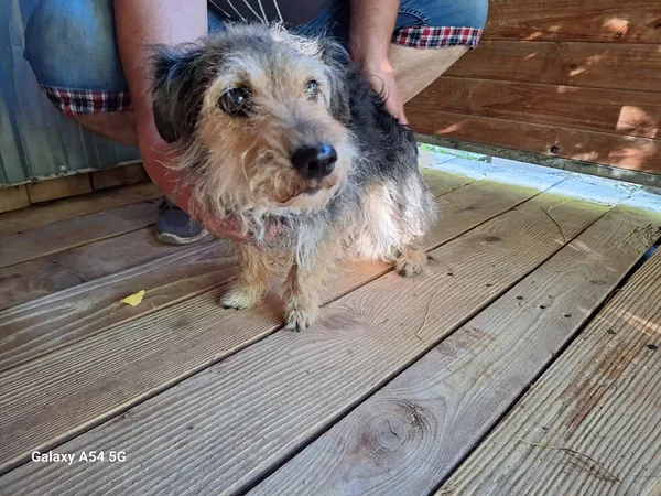 Pies do adopcji, Orzechowce, 2 lipca 2025 (4/4)