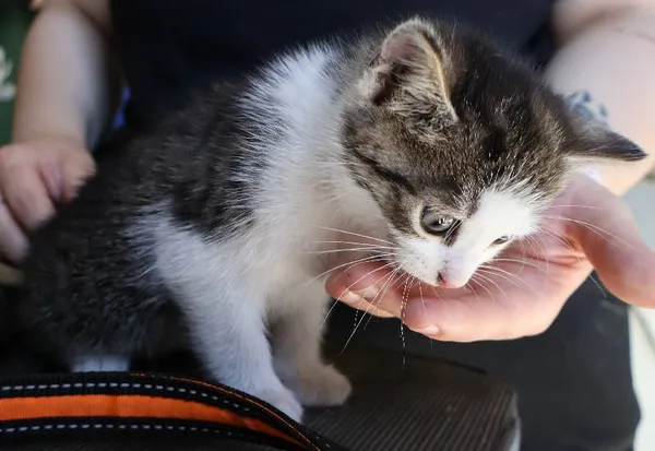 Znaleziono kota, Łódź, 3 lipca 2025 (1/2)
