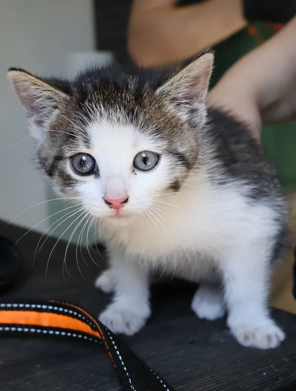 Znaleziono kota, Łódź, 3 lipca 2025 (2/2)