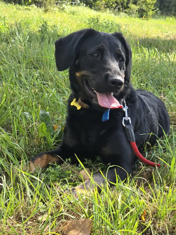 Pies do adopcji, Szczecin, 3 lipca 2025 (2/4)