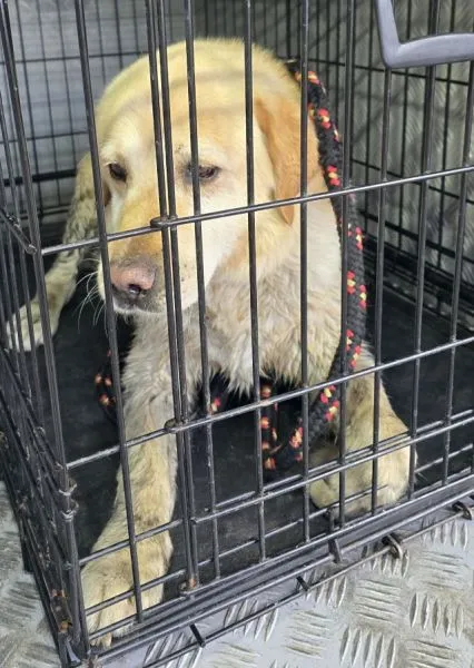 Znaleziono psa, Radom, 30 czerwca 2025