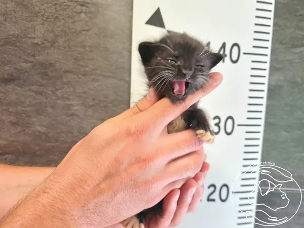 Znaleziono kota, Chełmek, 1 lipca 2025