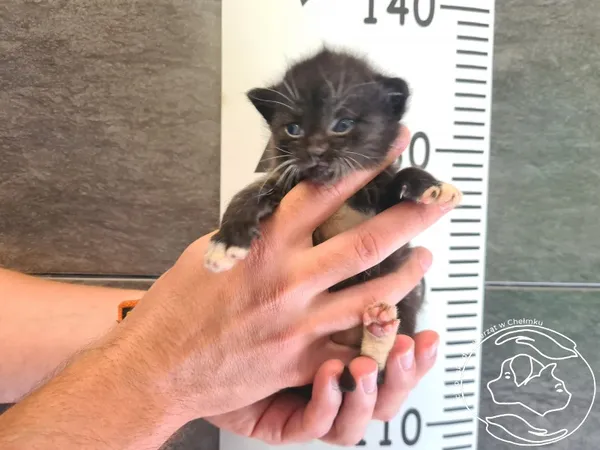 Znaleziono kota, Chełmek, 1 lipca 2025