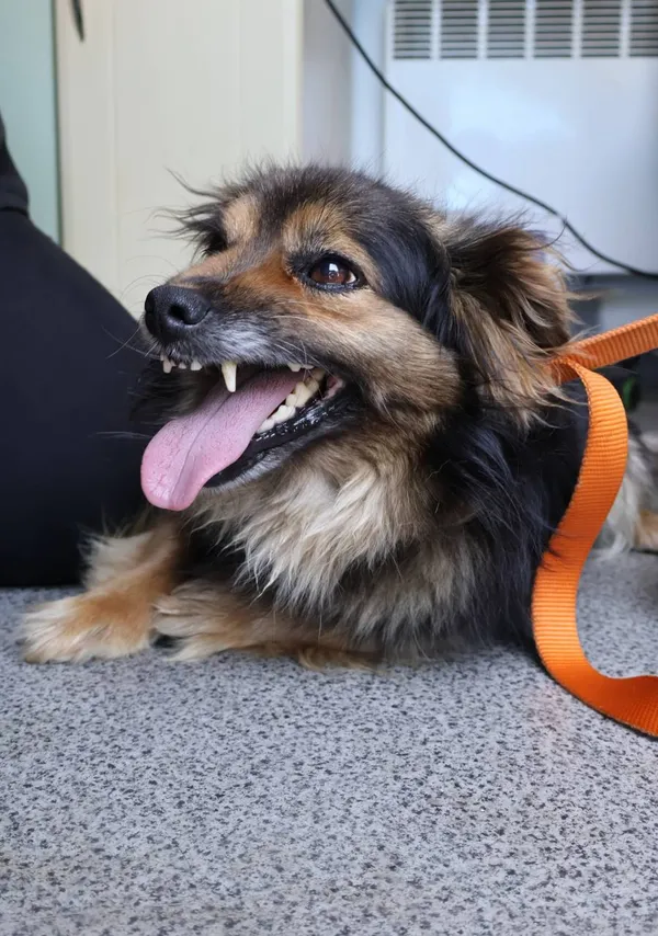 Znaleziono psa, Łódź, 3 lipca 2025 (2/5)