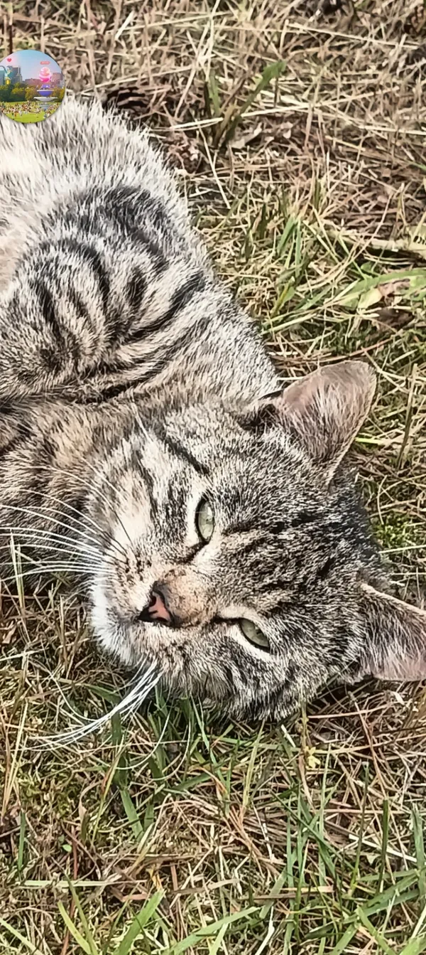 Znaleziono kota, Justynów, 4 lipca 2025 (3/3)