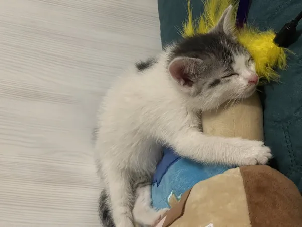 Zaginął kot, Łódź, 3 lipca 2025