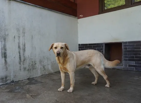 Pies do adopcji, Kraków, 20 lutego 2025 (2/2)