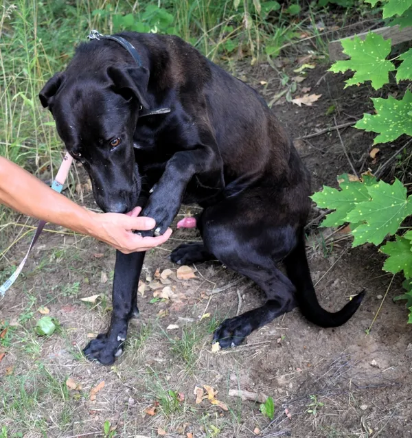 Znaleziono psa, Pieckowo, 3 lipca 2025 (3/5)