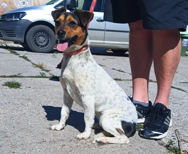 Znaleziono psa, Pieckowo, 3 lipca 2025 (2/3)