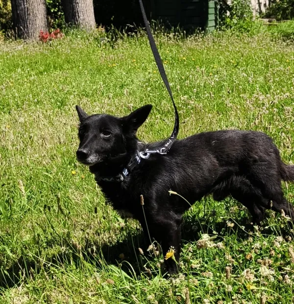 Pies do adopcji, Ropczyce, 2 lipca 2025