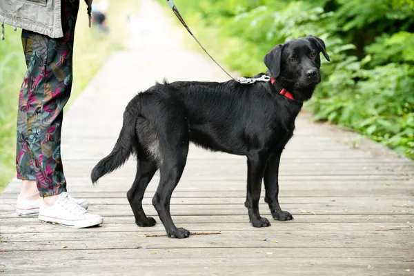 Znaleziono psa, Sosnowiec, 2 lipca 2025 (5/5)