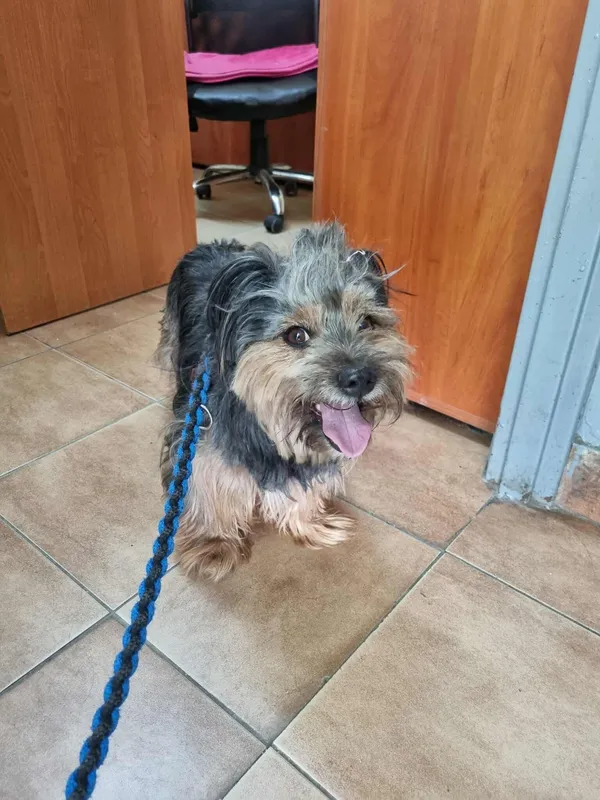 Znaleziono psa, Sosnowiec, 1 lipca 2025