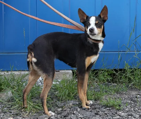 Znaleziono psa, Łódź, 3 lipca 2025 (1/5)