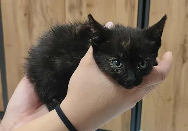 Znaleziono kota, Toruń, 3 lipca 2025