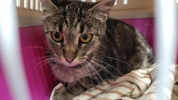 Znaleziono kota, Toruń, 2 lipca 2025