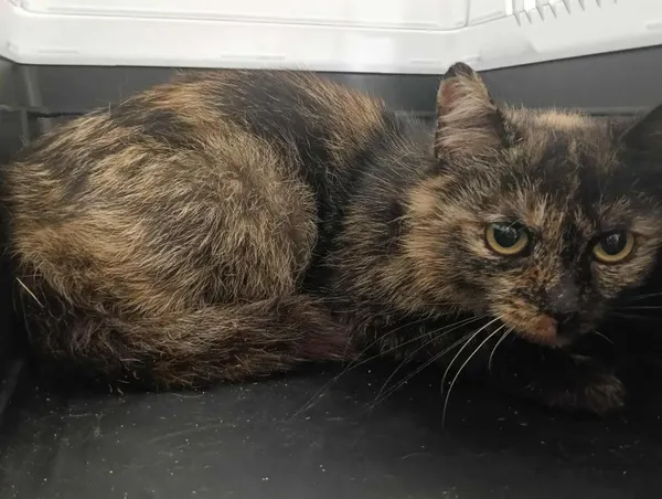 Znaleziono kota, Toruń, 1 lipca 2025