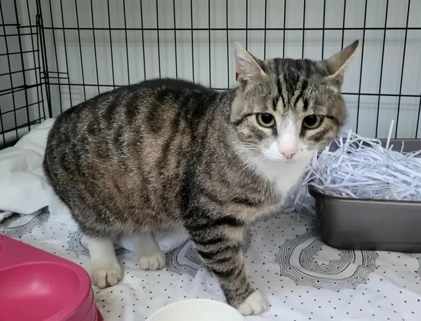 Znaleziono kota, Toruń, 1 lipca 2025