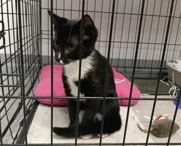 Znaleziono kota, Toruń, 30 czerwca 2025