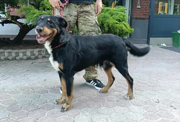 Znaleziono psa, Toruń, 30 czerwca 2025