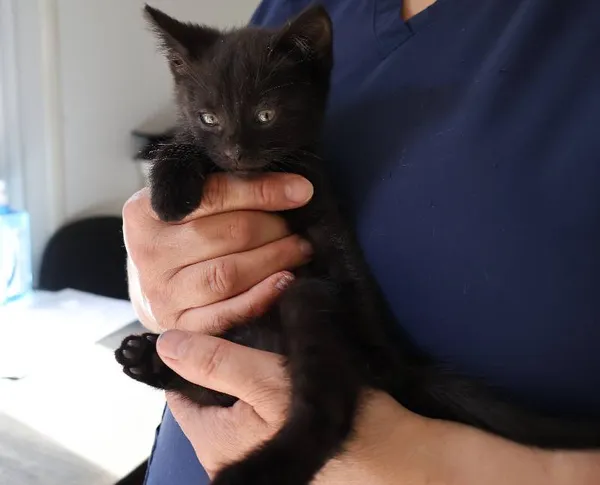 Znaleziono kota, Łódź, 4 lipca 2025 (1/2)