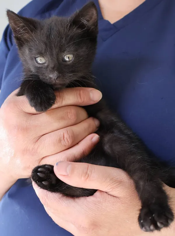 Znaleziono kota, Łódź, 4 lipca 2025 (2/2)