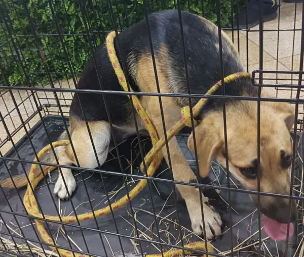 Znaleziono psa, Radom, 2 lipca 2025