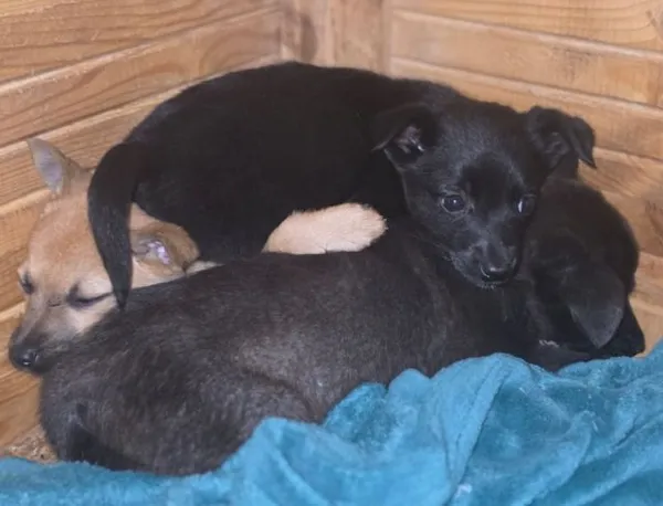 Znaleziono psa, Radom, 1 lipca 2025