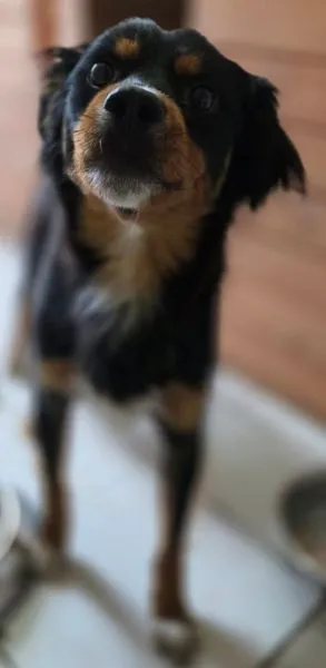 Znaleziono psa, Radom, 1 lipca 2025