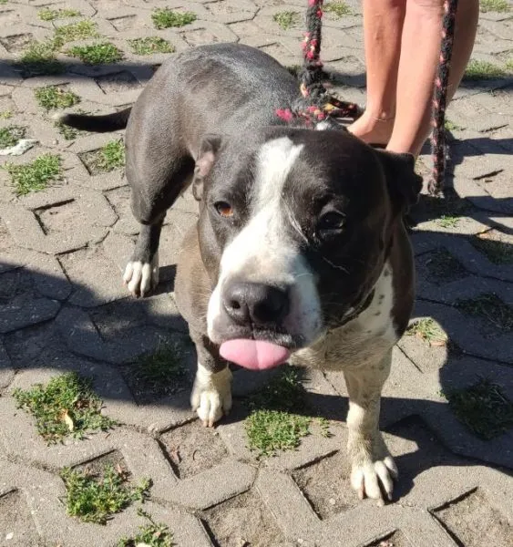 Znaleziono psa, Radom, 1 lipca 2025