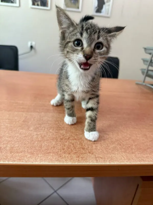 Kot do adopcji, Jelenia Góra, 1 lipca 2025 (1/3)