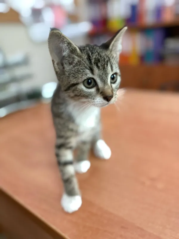 Kot do adopcji, Jelenia Góra, 1 lipca 2025 (3/3)