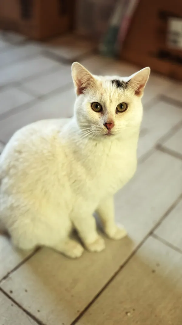 Kot do adopcji, Dłużyna Górna, 4 lipca 2025 (2/5)