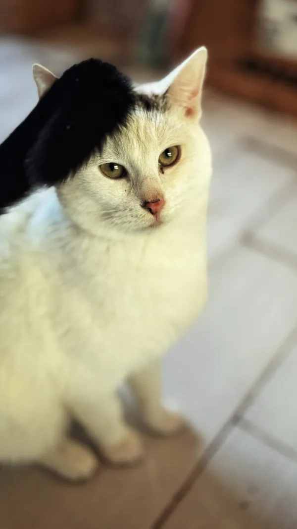 Kot do adopcji, Dłużyna Górna, 4 lipca 2025 (4/5)