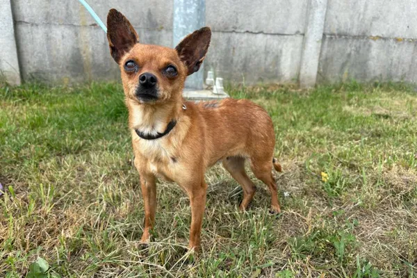 Pies do adopcji, Henrykowo, 24 maja 2025 (1/3)