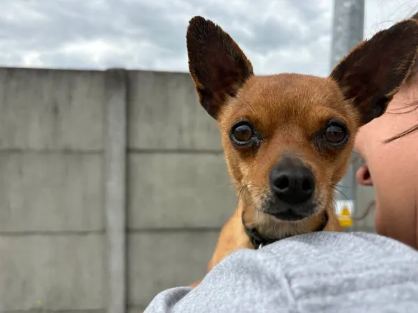 Pies do adopcji, Henrykowo, 24 maja 2025 (3/3)