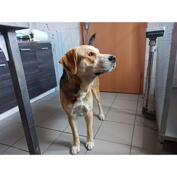 Znaleziono psa, Białystok, 4 lipca 2025