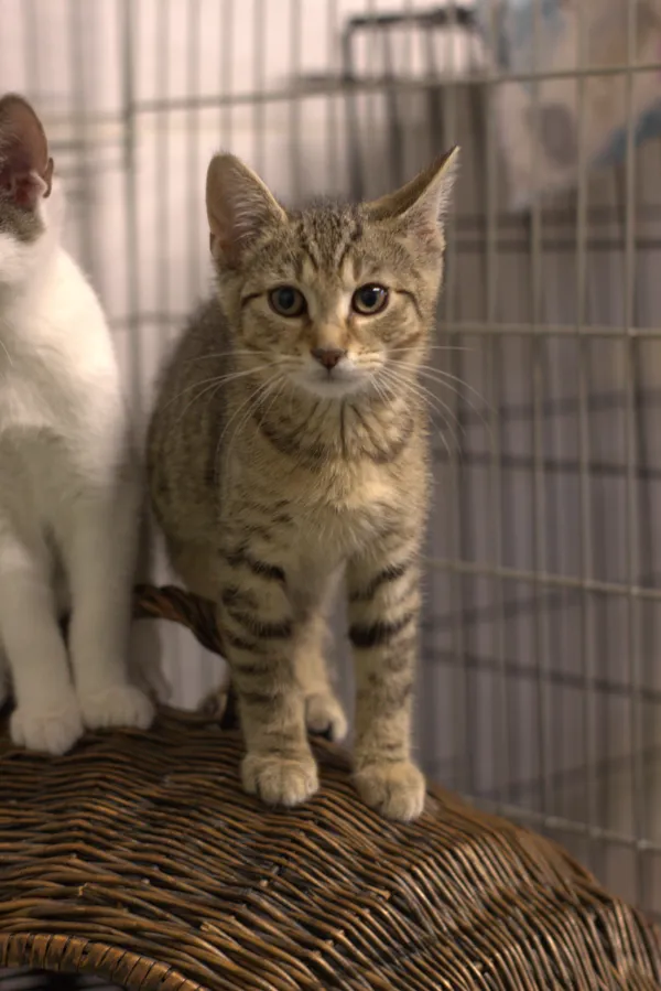 Znaleziono kota, Sosnowiec, 3 lipca 2025 (2/2)