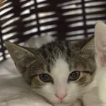 Znaleziono kota