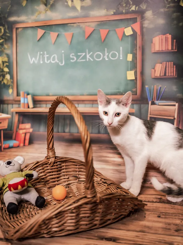 Znaleziono kota, Sosnowiec, 3 lipca 2025 (5/5)